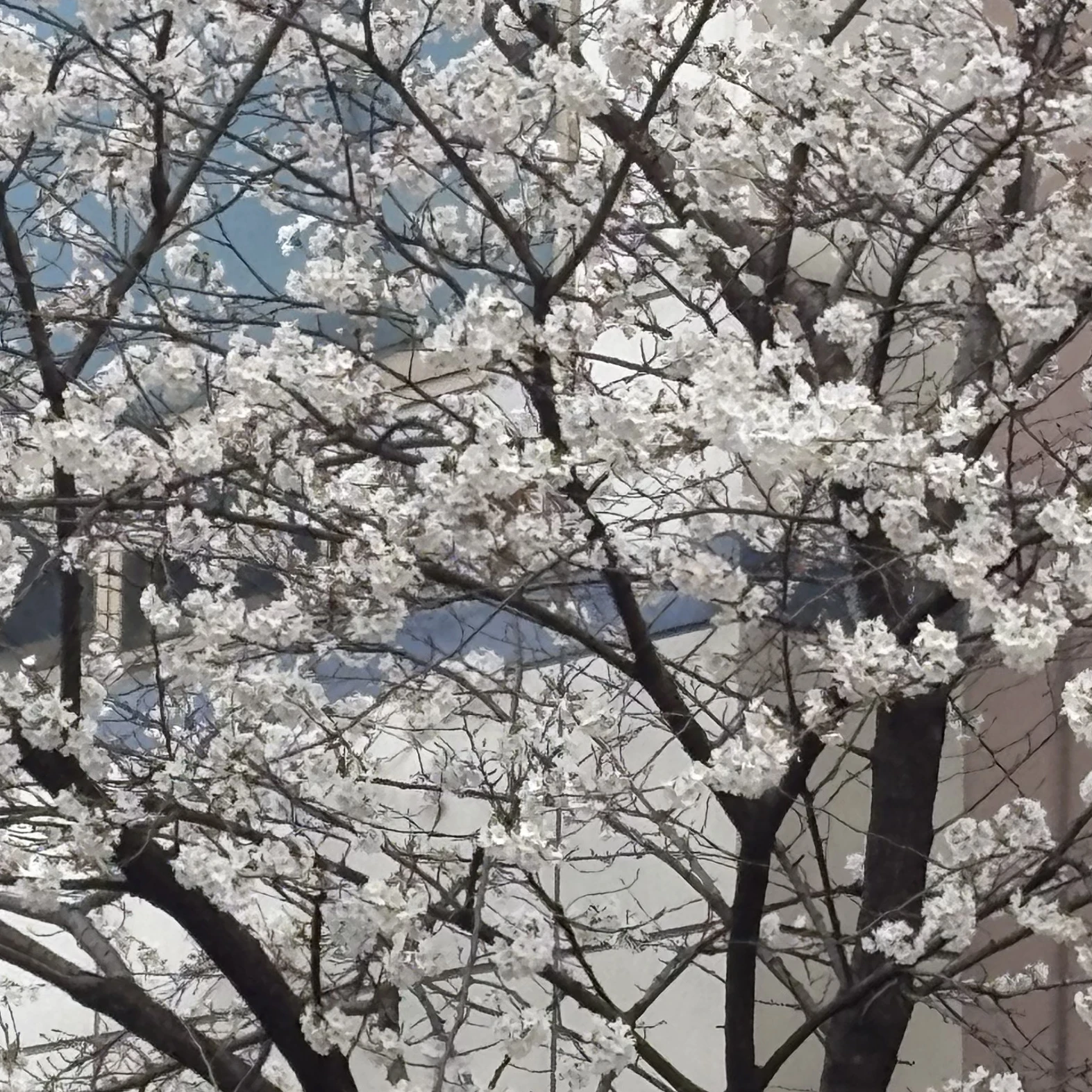 청명