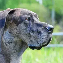 BaldSpice0266의 Kaiser the Great Dane