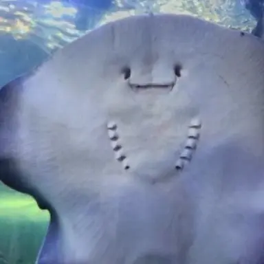 Profile image of William
