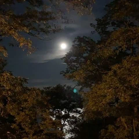김동현