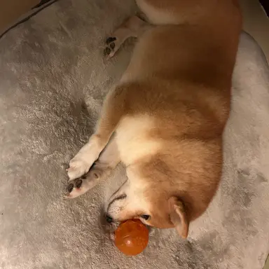 Profile image of Inu