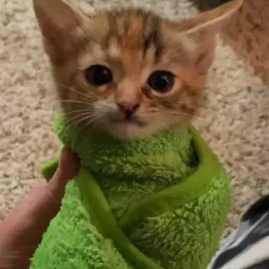 Profile image of ブランケット猫