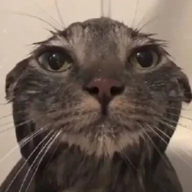 Profile image of 憂鬱猫
