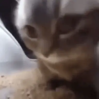 Profile image of チピチャパ猫
