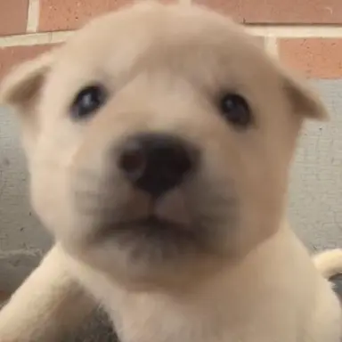 Profile image of 신라 공주