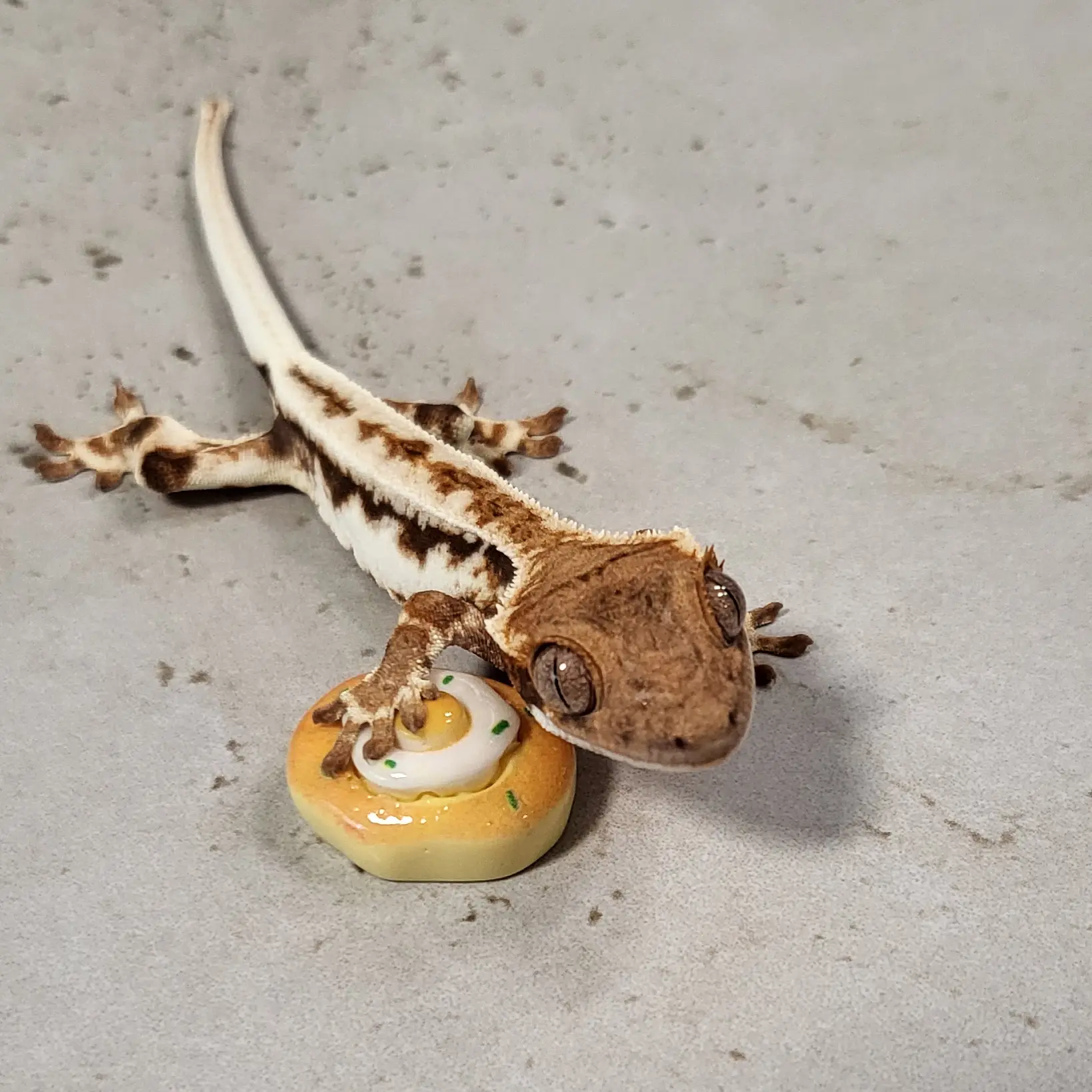lizard_love의 김밥이와 카페가기