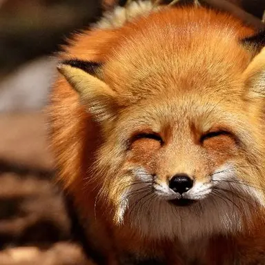 Profile image of 불꽃여우