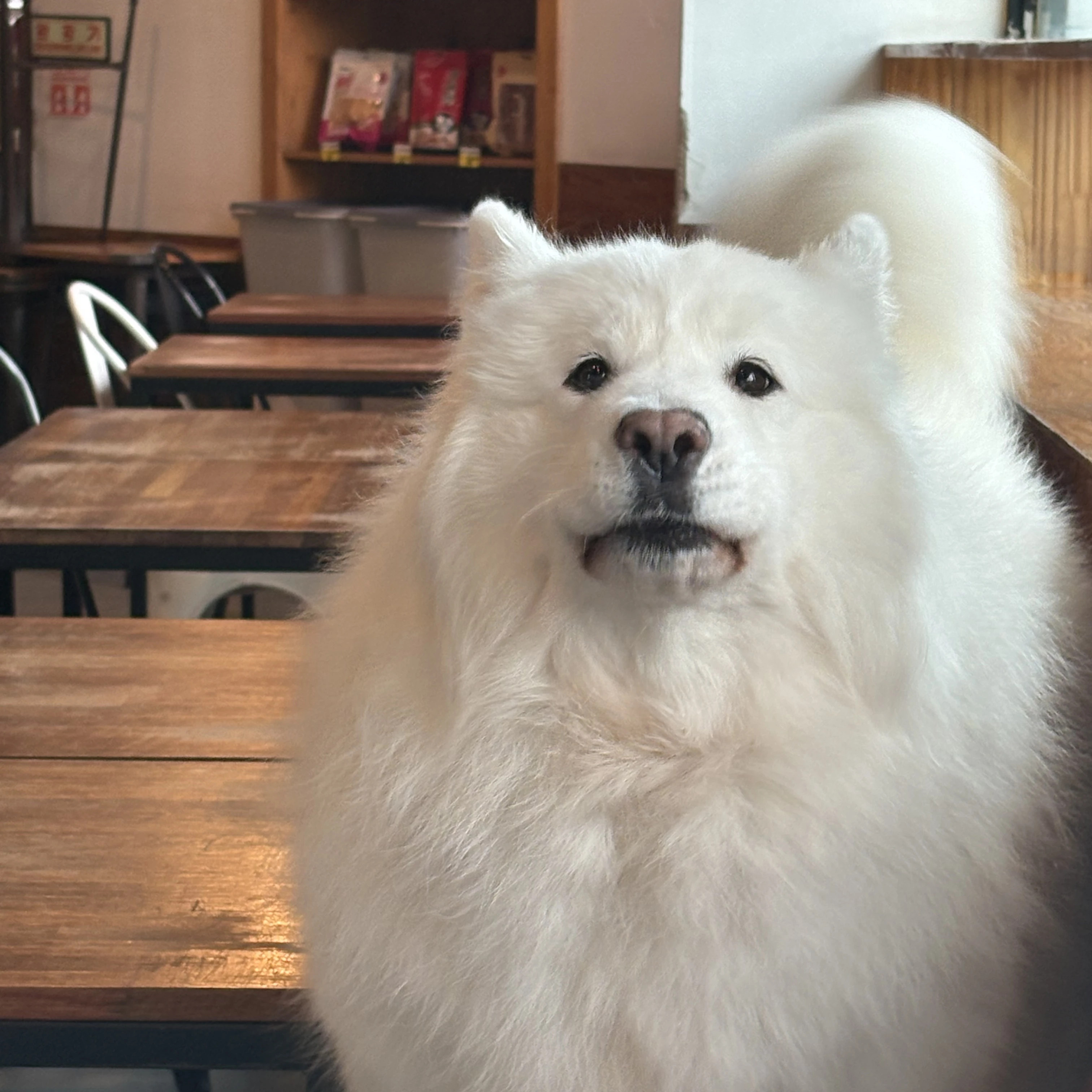 히야