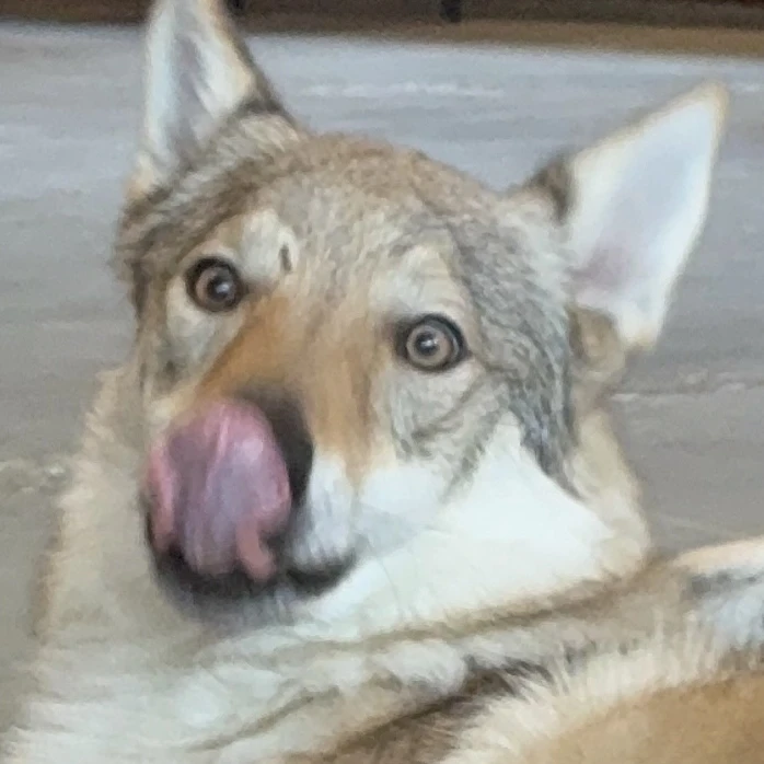 벨라