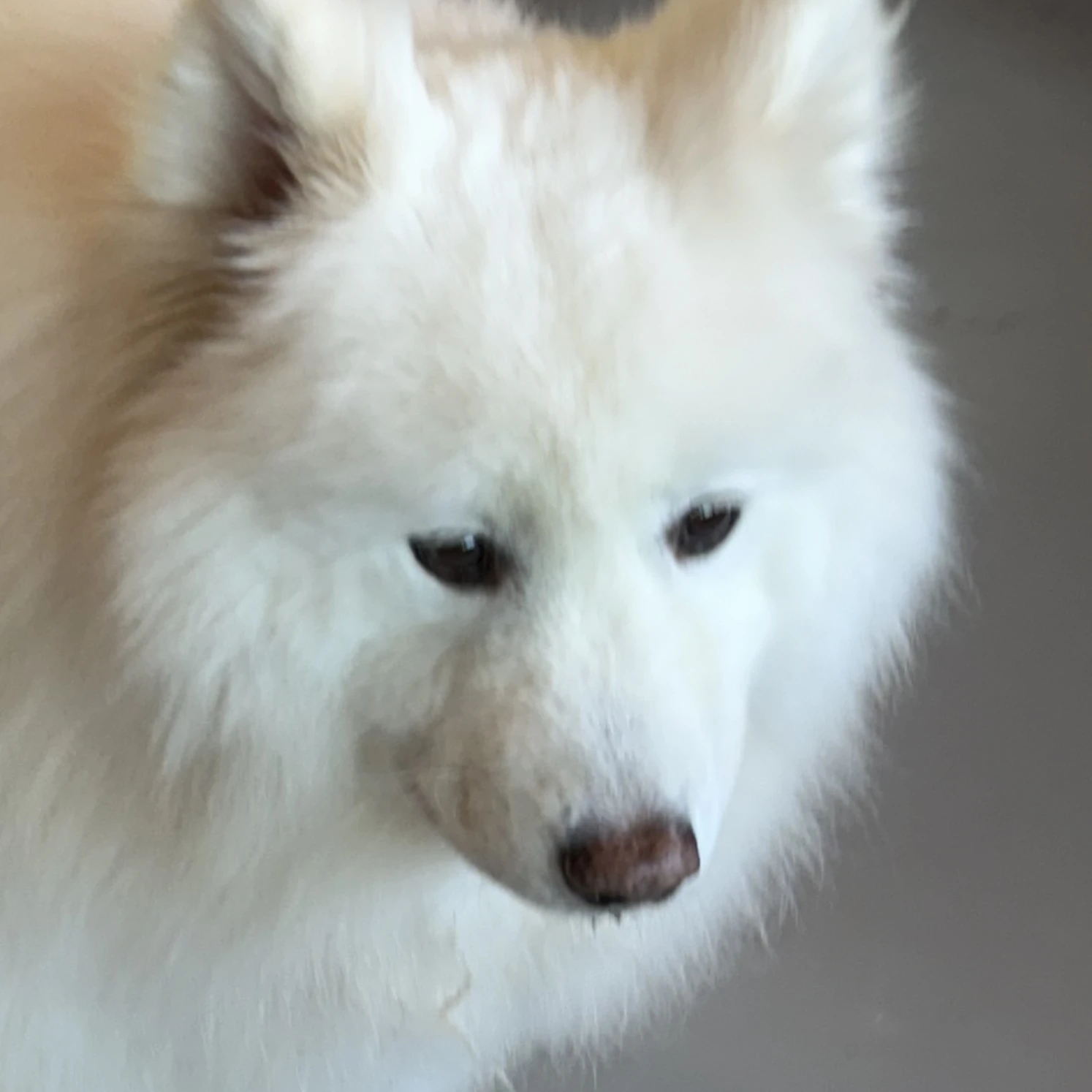 히모