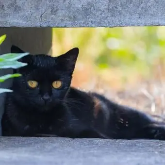 Profile image of 野良猫