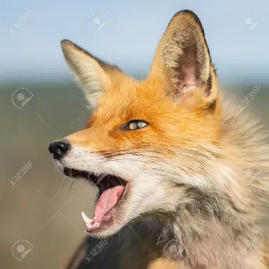 Profile image of 여우