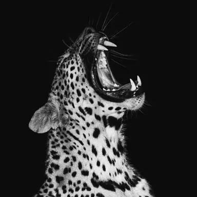 Profile image of Vince