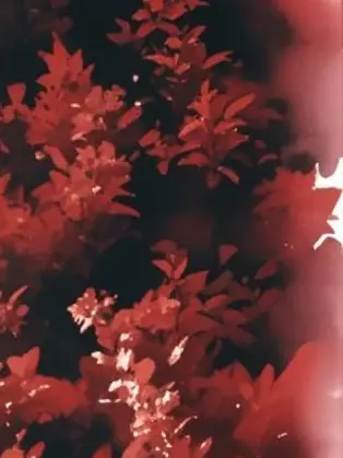 CoolVirus7323의 SHINING KINGDOM