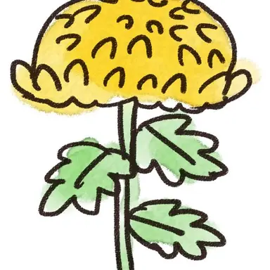 Profile image of 菊