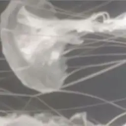 Profile image of 秘書