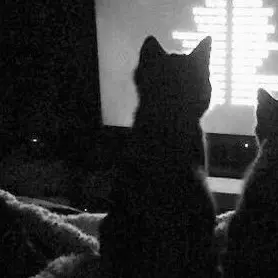 StupidTakin3160의 【劇団】カモメに飛ぶことを教えた猫