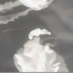 Profile image of フォルトゥナータ
