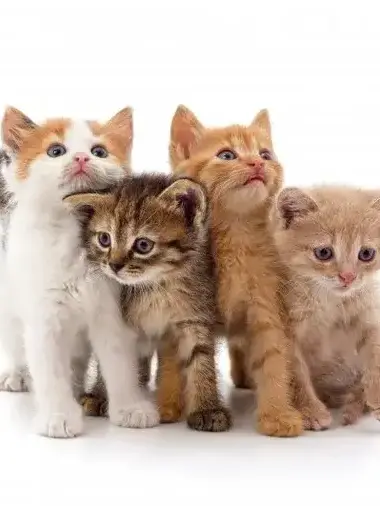 yousayrun의 Wild Wild cat