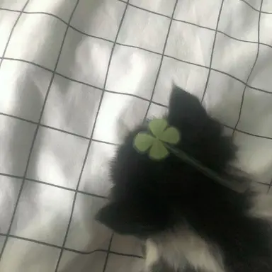 Profile image of 홍해인