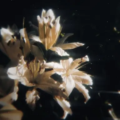 Profile image of 에르윈