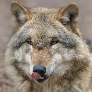 Profile image of 늑대