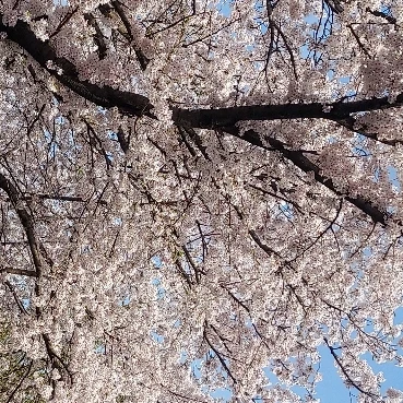 한여주