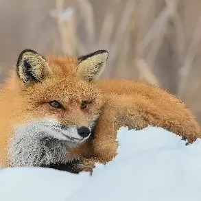 Profile image of 여우