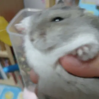 Profile image of 아스모데우스