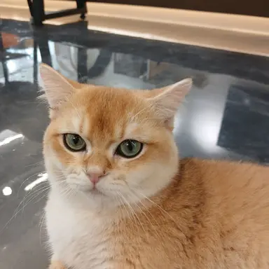Profile image of 고냥이