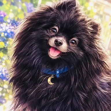 Profile image of Saku
