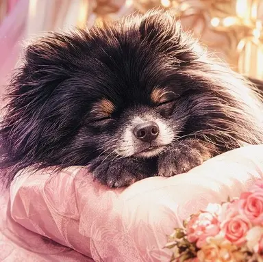 Profile image of Saku