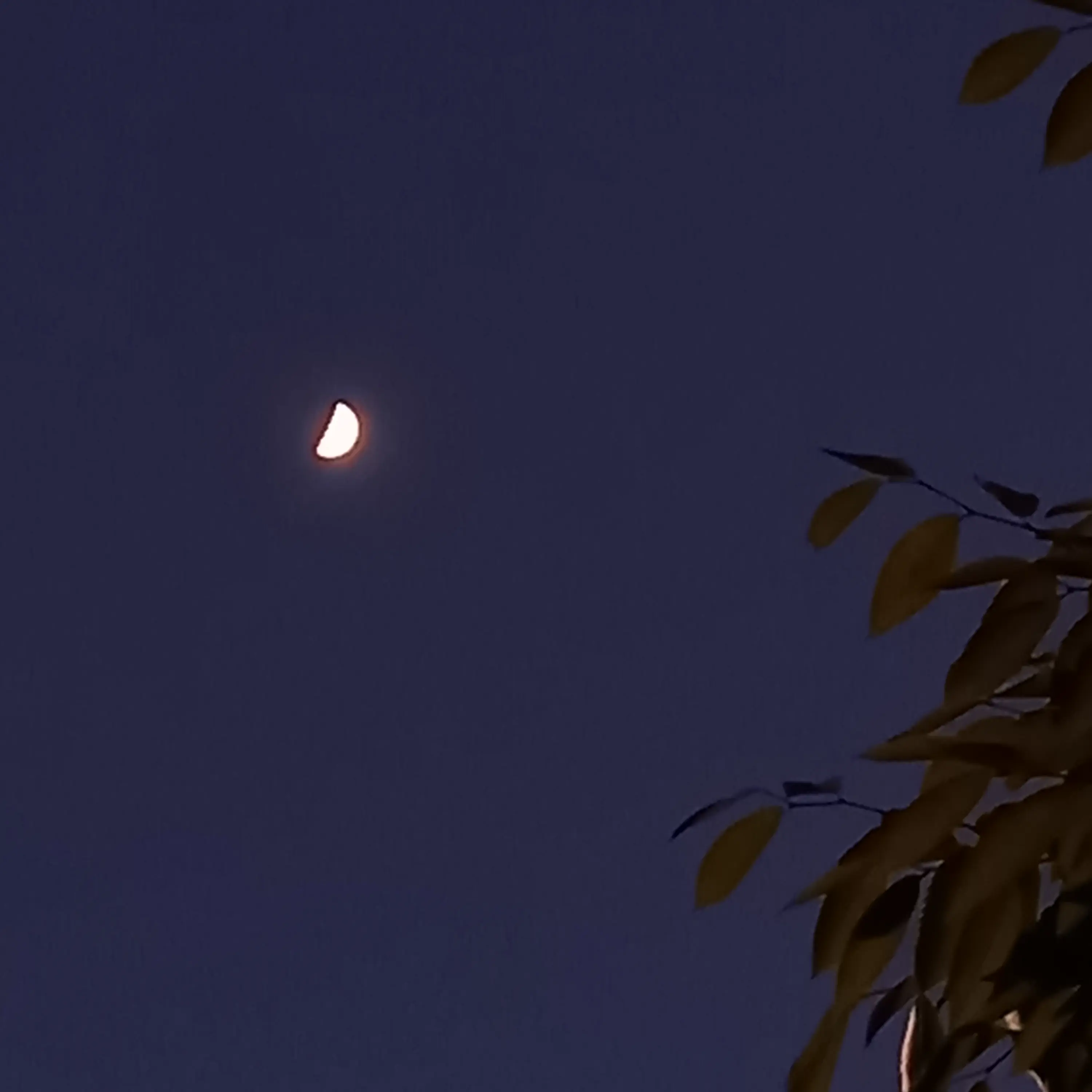 ...star의 밤의 가게,별똥별
