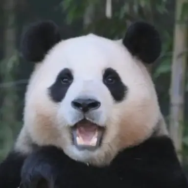 Profile image of 판다