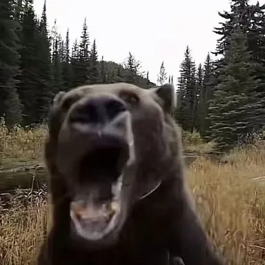 Profile image of Bear