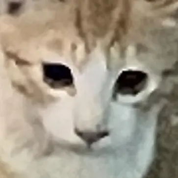 AngelAngel의 돌봄받기... 가 아닌가?