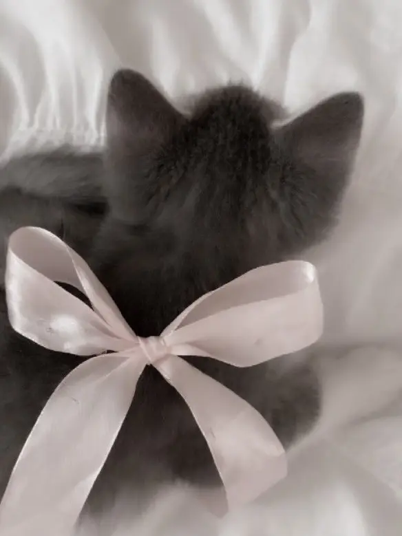 TallClean2879의 猫 化   …   ♡