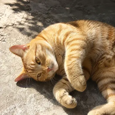 Profile image of しお