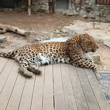 Profile image of 늑대