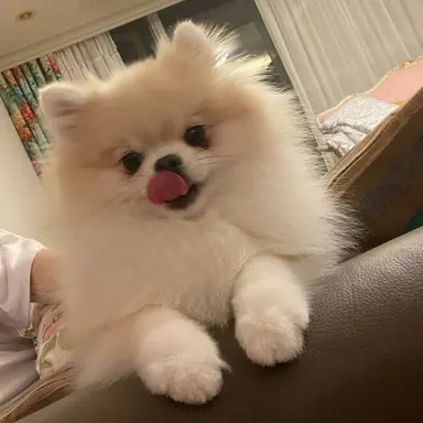 Profile image of 치푸