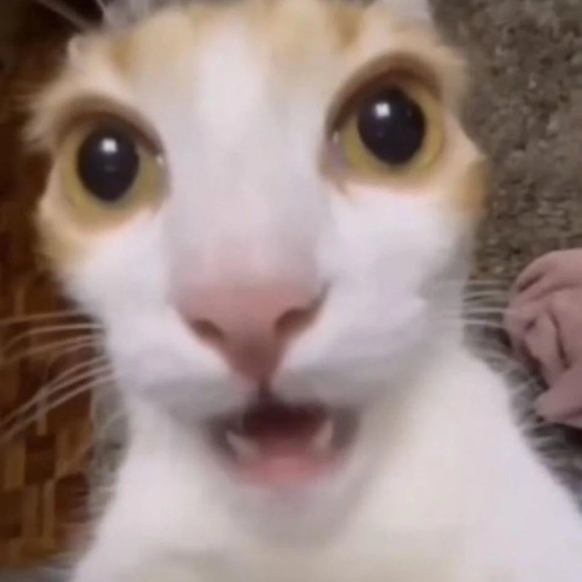 브라더디오