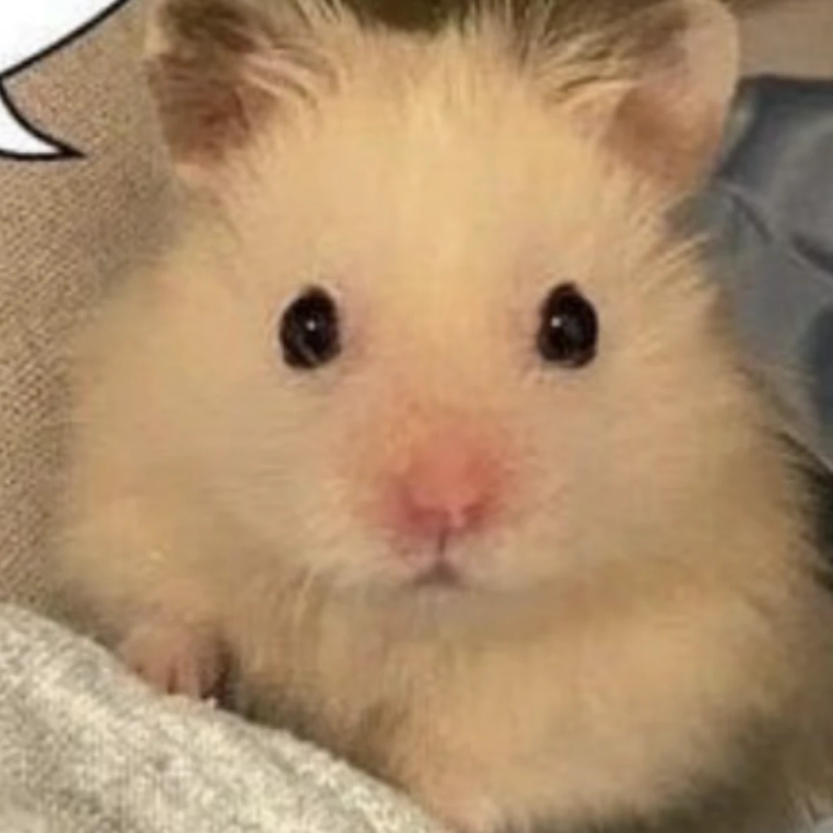 하빈