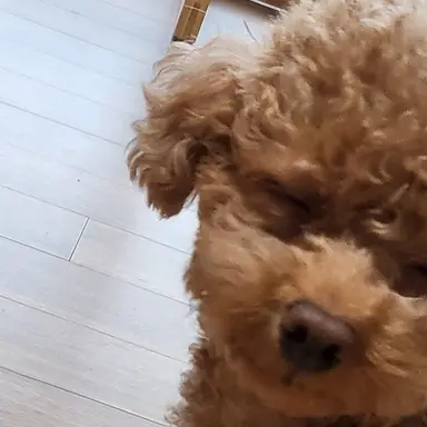 Profile image of 베일리