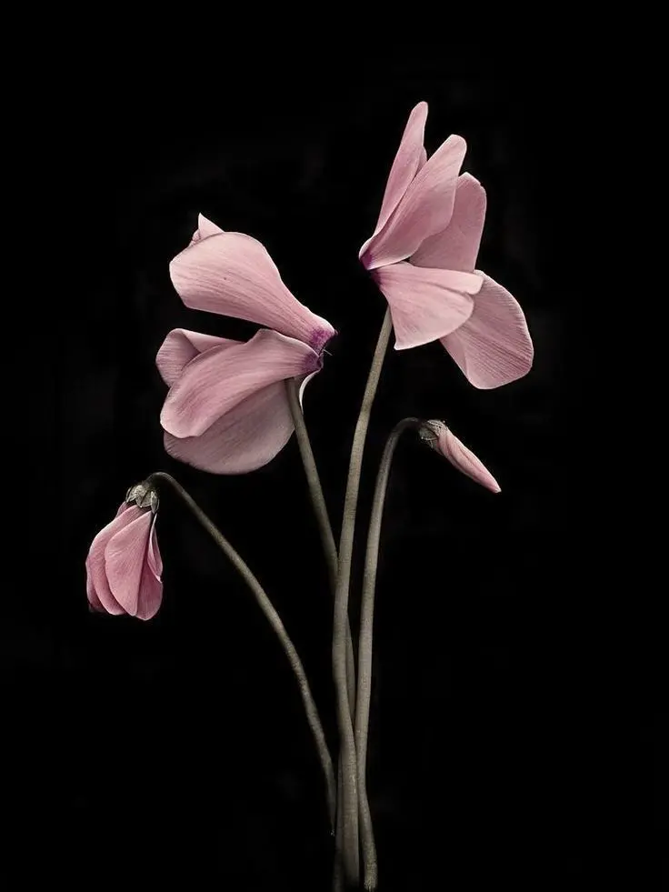 oxo.ww의 Cyclamen: