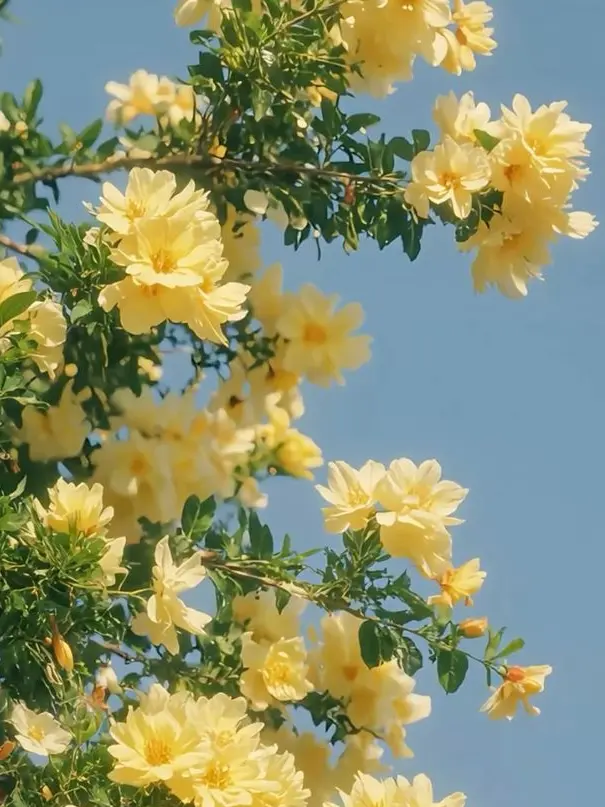 Kairaa__san의 きゅーにイタズラしちゃえ。