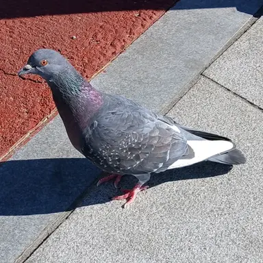 Profile image of 말하는 비둘기