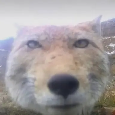 Profile image of 여우