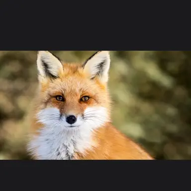 Profile image of 여우