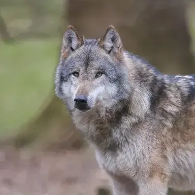 Profile image of 늑대