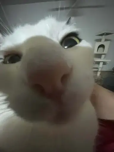 Profile image of Caspian